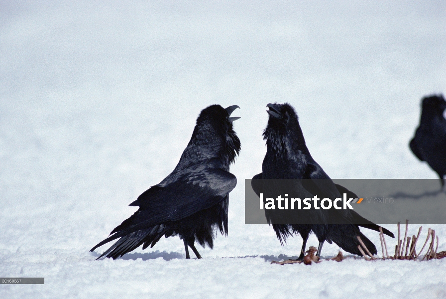 Grupo común de cuervo (Corvus corax) lucha en la nieve cerca de un canal, Parque Nacional de Yellows