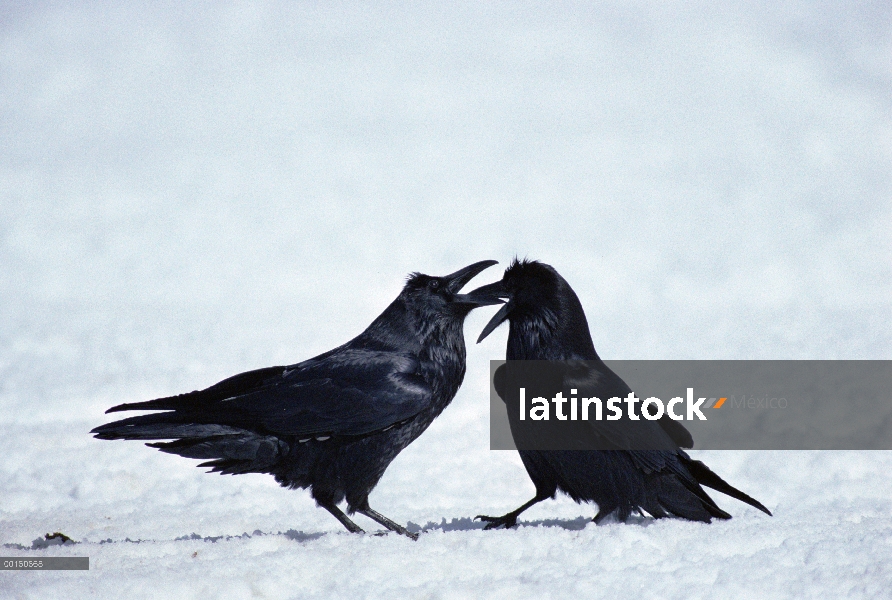 Grupo común de cuervo (Corvus corax) lucha en la nieve cerca de un canal, Parque Nacional de Yellows