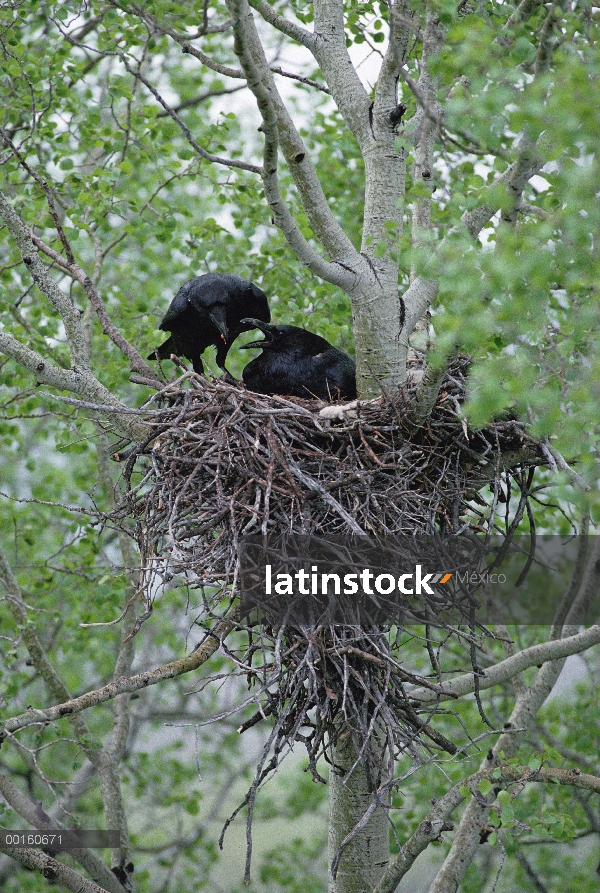 Cuervo común (Corvus corax) alimentan a su compañero como incuba huevos en su nido, Idaho