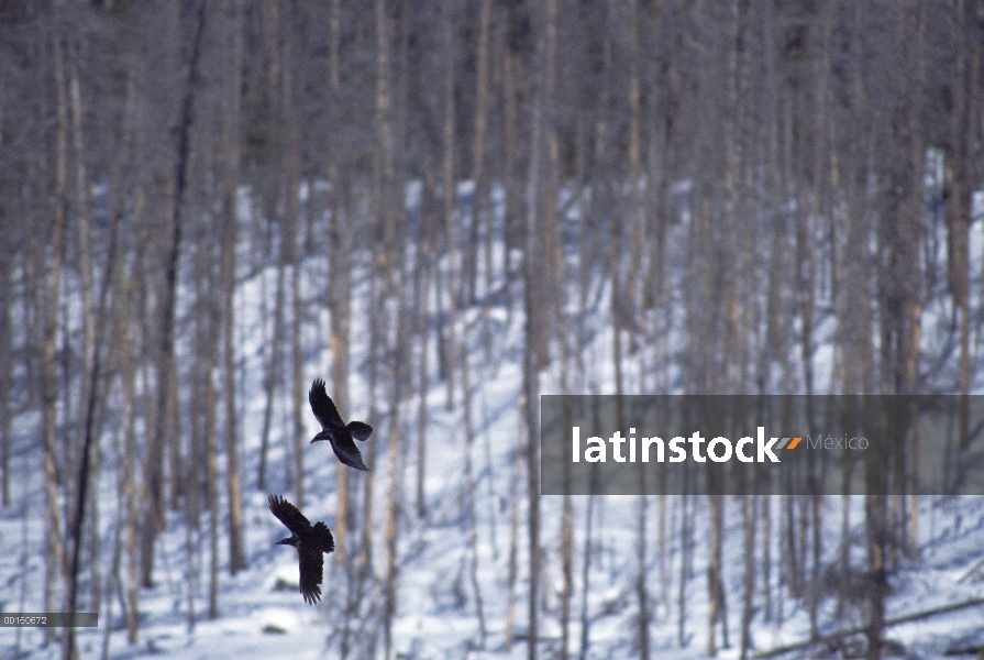 Común par de cuervo (Corvus corax) en la batalla aérea por derechos territoriales, el Parque Naciona