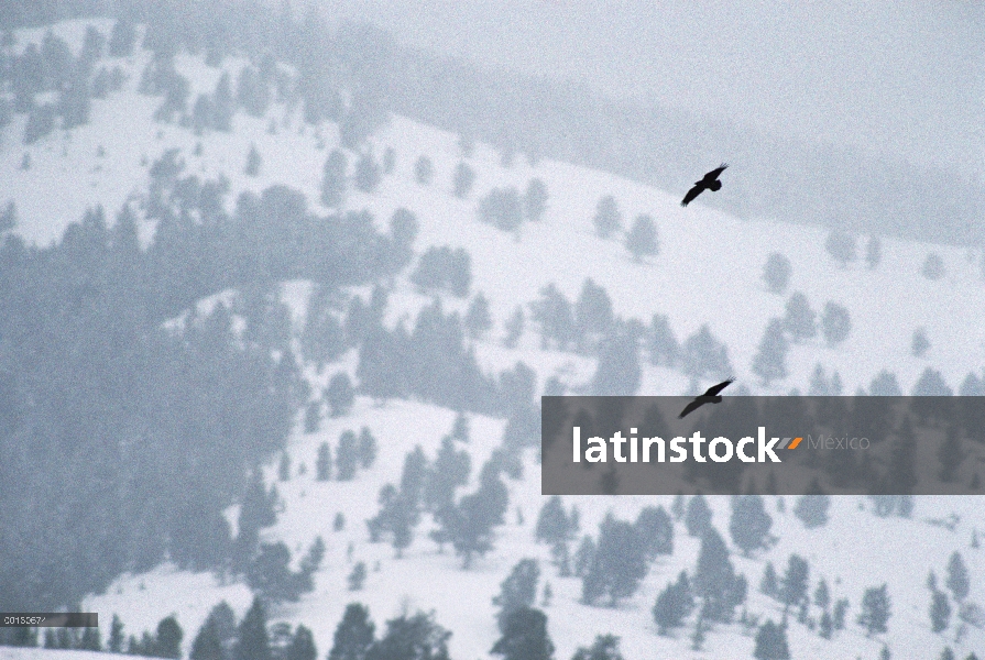 Común par de cuervo (Corvus corax) en la batalla aérea por derechos territoriales, el Parque Naciona