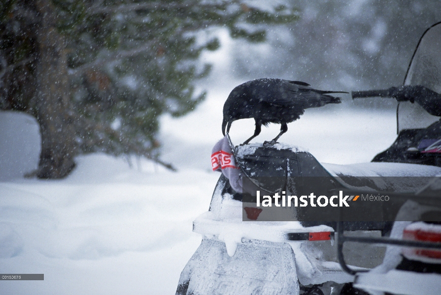 Cuervo común (Corvus corax) quitar un casquillo del esquí del compartimento de una moto de nieve que