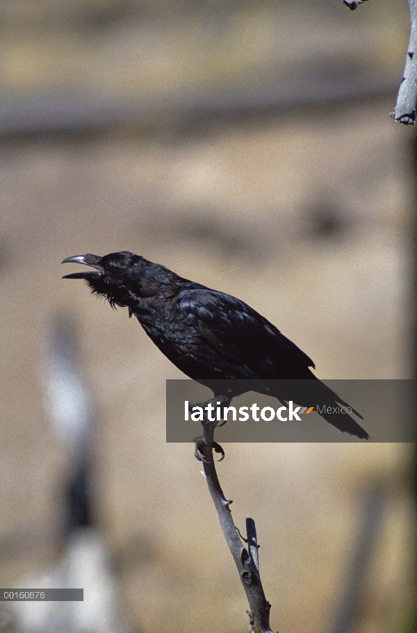 Cuervo común (Corvus corax) llamar, América del norte