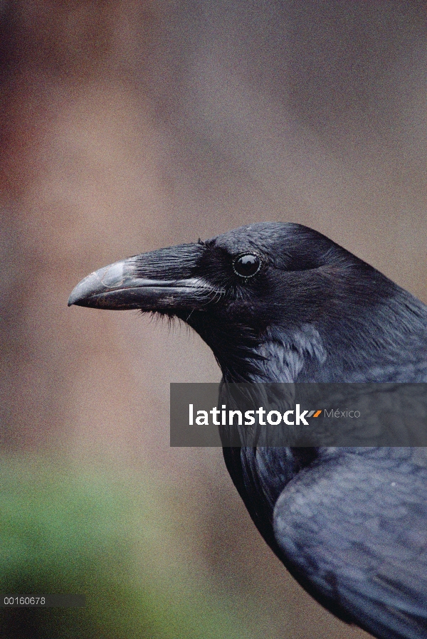 Retrato común de cuervo (Corvus corax), Parque Nacional de Yellowstone, Wyoming