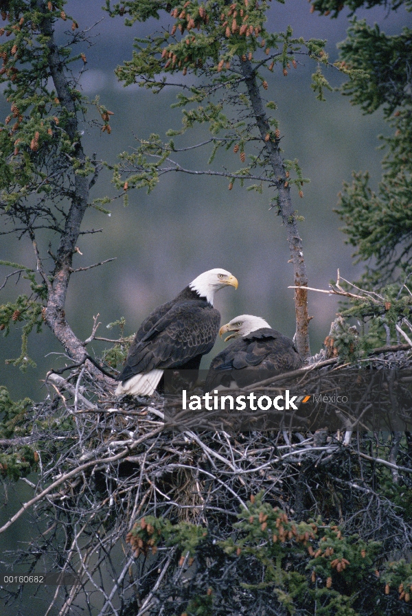 Par de águila calva (Haliaeetus leucocephalus) en el nido, Alaska