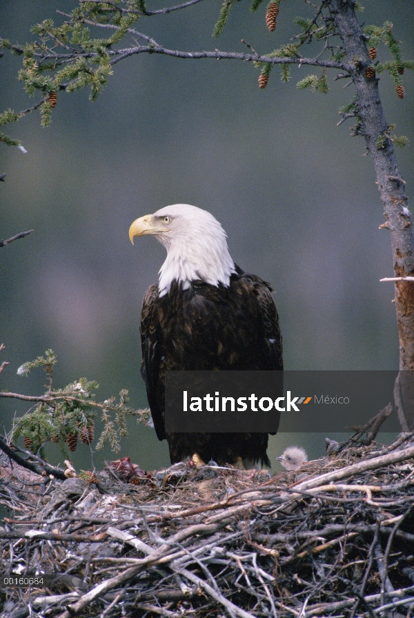 Águila calva (Haliaeetus leucocephalus) en el nido con pollos y muerte de fresco, Alaska