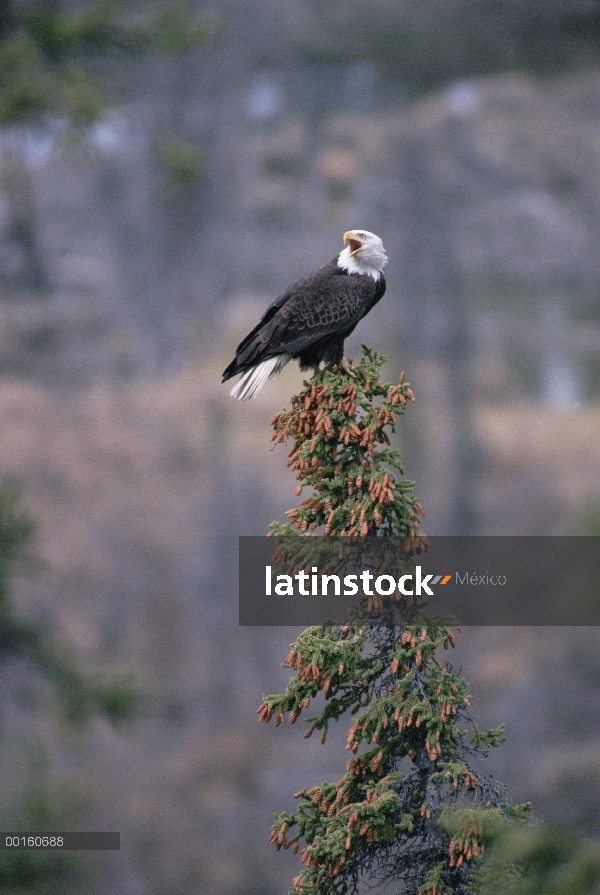 Águila calva (Haliaeetus leucocephalus) de perca en la cima del árbol, Alaska