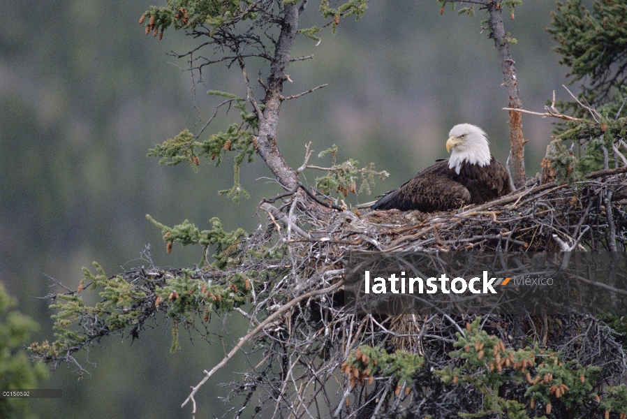 Águila calva (Haliaeetus leucocephalus) en el nido, Alaska