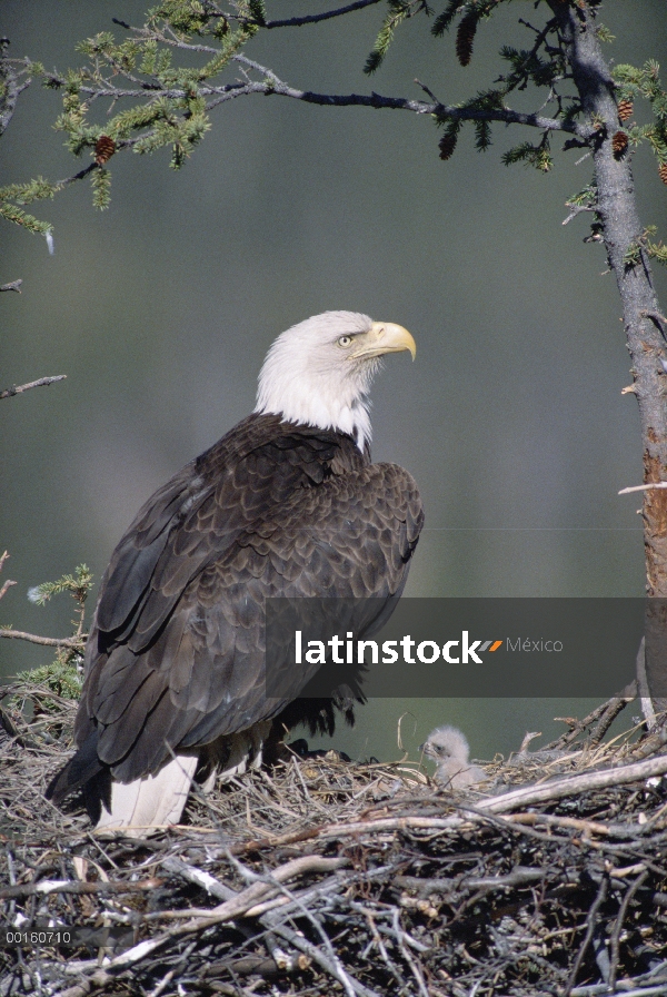 Padre de águila calva (Haliaeetus leucocephalus) en el nido con pollos, Alaska