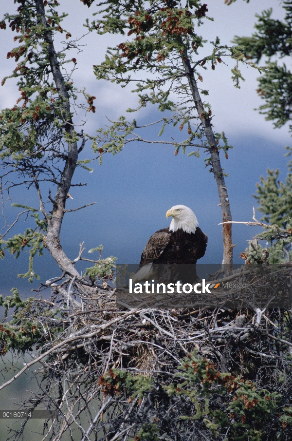 Padre de águila calva (Haliaeetus leucocephalus) en el nido, Alaska