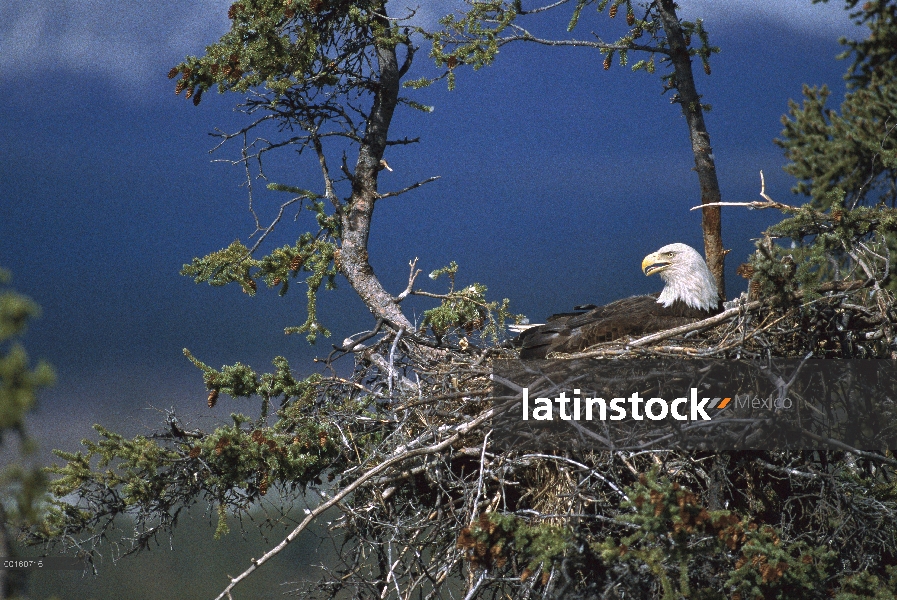 Águila calva (Haliaeetus leucocephalus) en el nido, Alaska