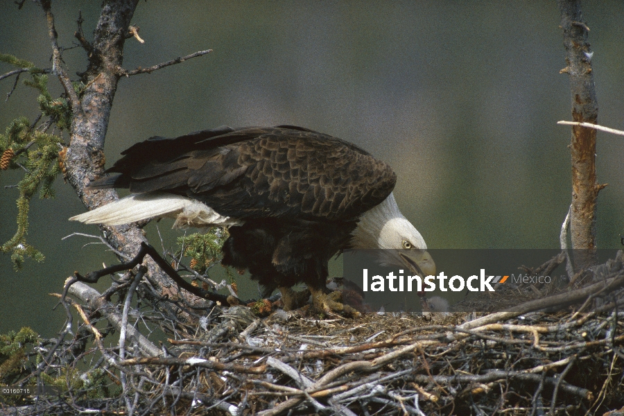 Águila calva (Haliaeetus leucocephalus) padre alimentando polluelo en el nido, Alaska