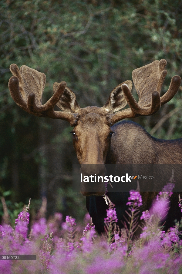 Alce de Alaska (Alces alces gigas) alimentándose de flores de epilobio (Epilobium angustifolium) en 