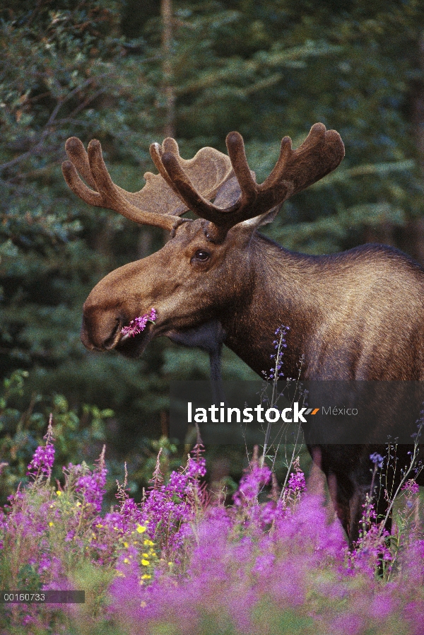 Alce de Alaska (Alces alces gigas) alimentándose de flores de epilobio (Chamerion angustifolium) en 