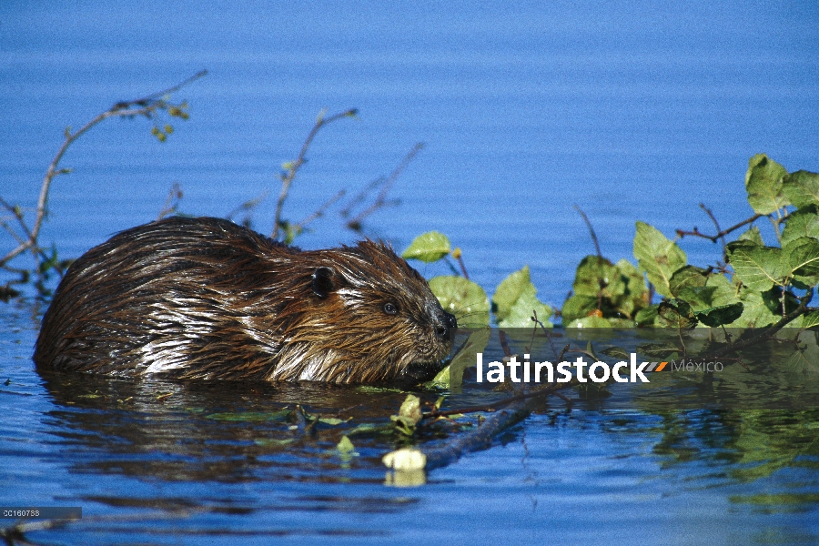 Castor americano (Castor canadensis) alimentándose de la corteza y las hojas, Parque Nacional de Den