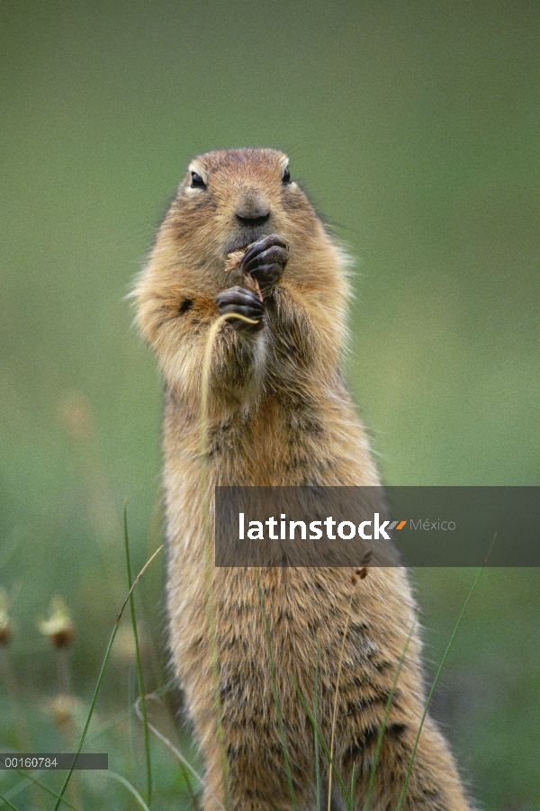 Ardilla de tierra del Ártico (parryii de Spermophilus) alimentándose de pastos, Alaska