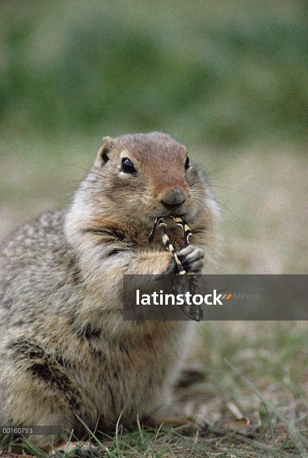 Ardilla de tierra del Ártico (parryii de Spermophilus) alimentándose de mariposa, Alaska