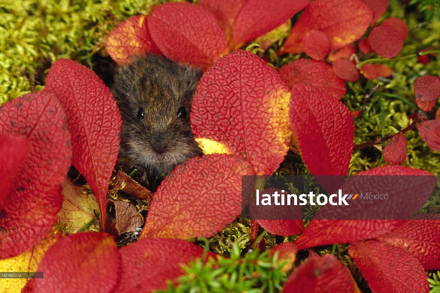 Tundra topillo (Microtus oeconomus) en follaje de otoño, Alaska