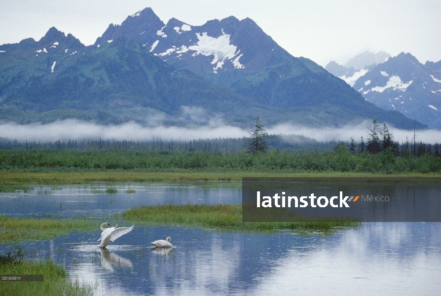 Pareja de Cisne Trompetero (Cygnus buccinator) en el lago, Delta del río Copper, Alaska