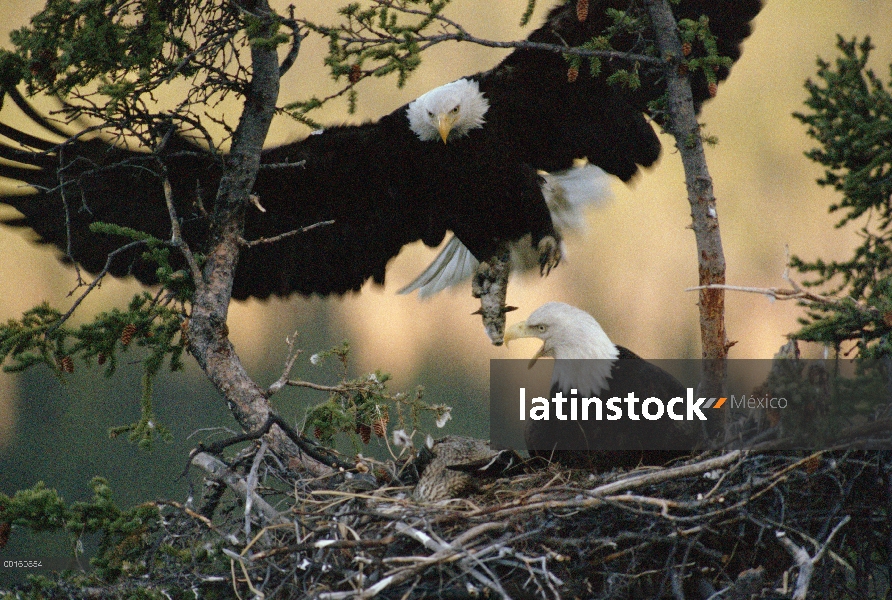 Águila calva (Haliaeetus leucocephalus) regresar al nido con alimento para pollitos, Alaska