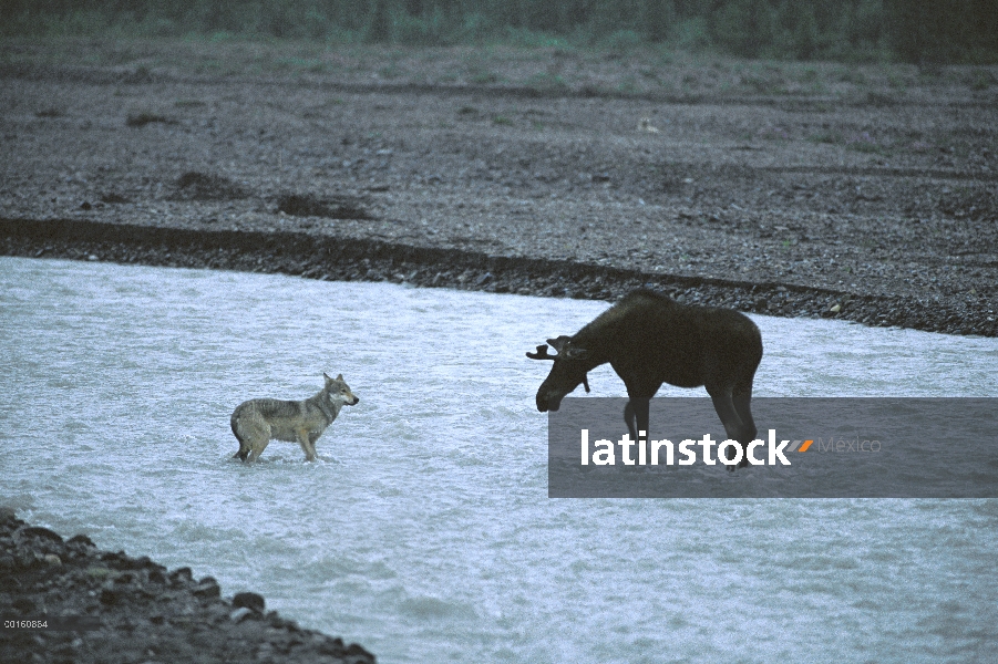 Jóvenes de alces de Alaska (Alces alces gigas) bull cargos joven lobo (Canis lupus), río Teklanika, 