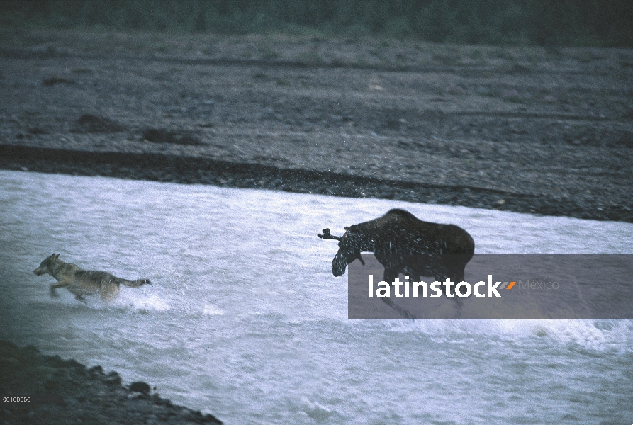 Jóvenes de alces de Alaska (Alces alces gigas) bull cargos joven lobo (Canis lupus), río Teklanika, 