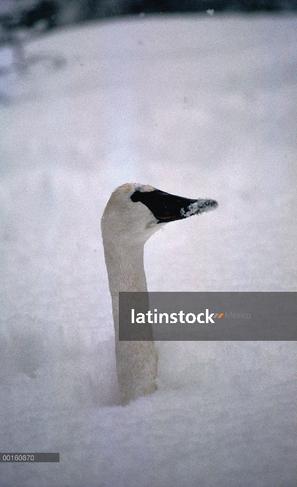 Cisne Trompetero (Cygnus buccinator) camuflado en deriva de la nieve, Parque Nacional de Yellowstone