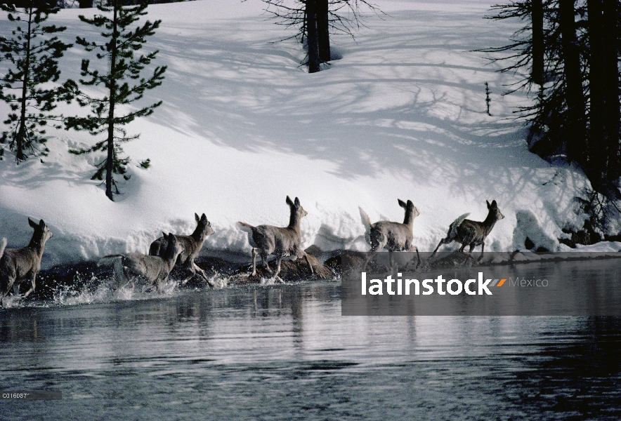 Grupo de venados de cola blanca (Odocoileus virginianus) a lo largo de la orilla del río nevado en e