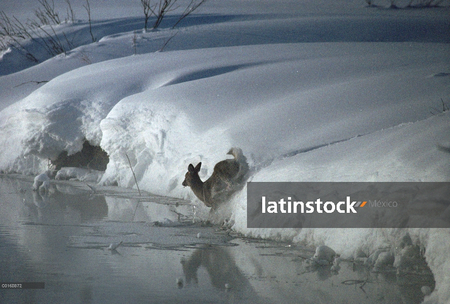 – Venado cola blanca (Odocoileus virginianus) corriendo por la orilla del río nevado en el agua, Par