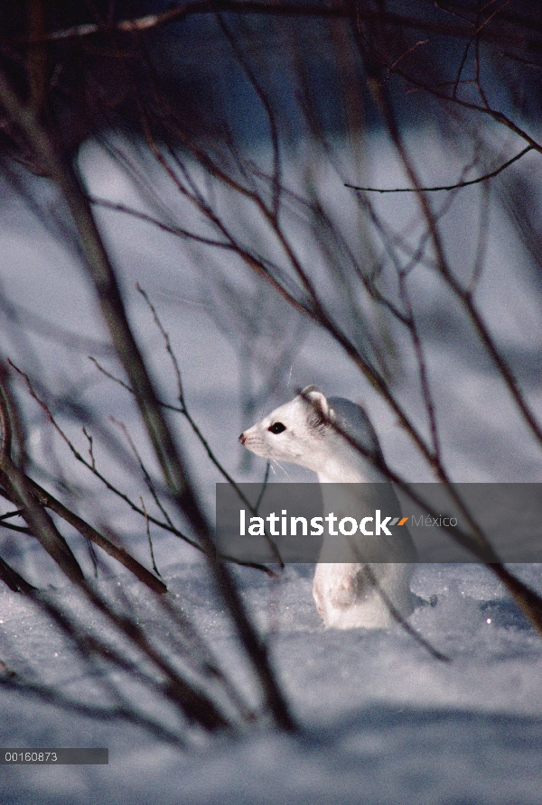 Comadreja de cola larga (Mustela frenata) camuflado contra nieve, Parque Nacional de Yellowstone, Wy