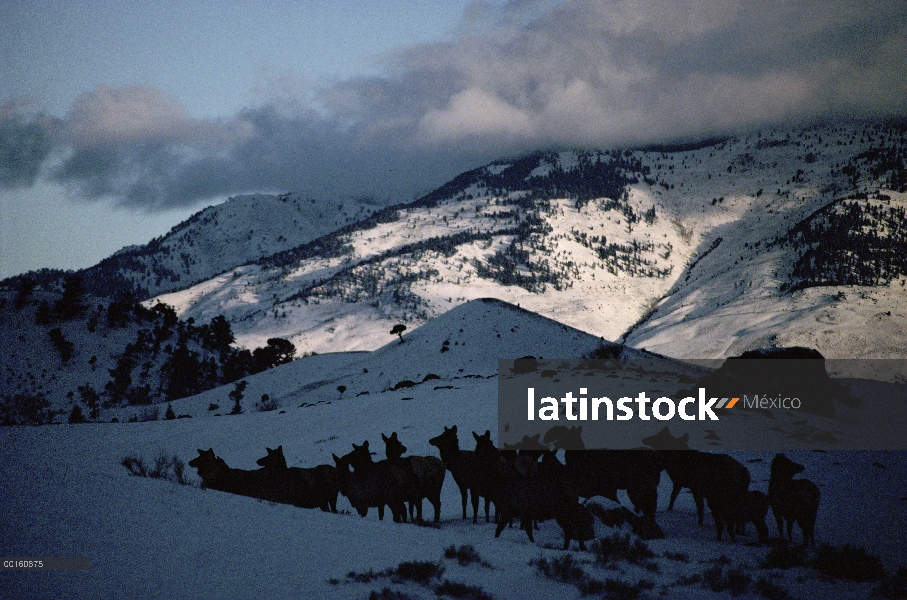 Manada de Elk (Cervus elaphus) recogida a la sombra de una colina en el invierno, Parque Nacional de