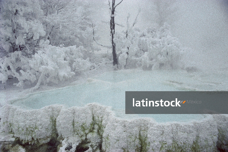 Cocer al vapor la piscina en invierno, Mammoth Hot Springs, Parque Nacional de Yellowstone, Wyoming