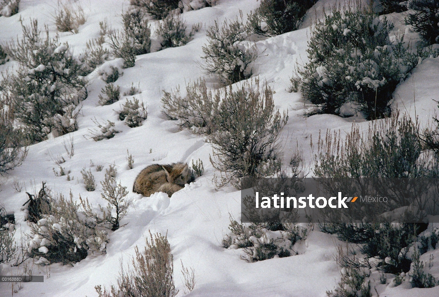 Coyote (Canis latrans) durmiendo en medio de Sage, Parque Nacional de Yellowstone, Wyoming