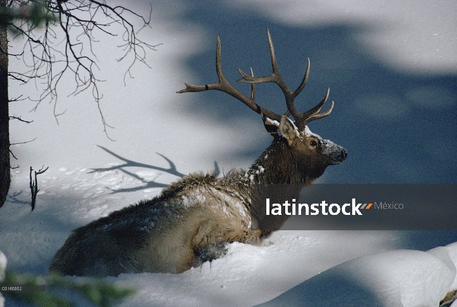 Elk (Cervus elaphus) vadear a través de nieve profunda, Parque Nacional de Yellowstone, Wyoming