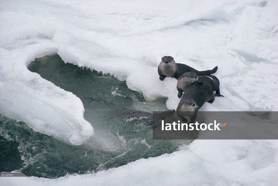 Grupo de América del norte nutria de río (Lontra canadensis) jugando en snowbanks a lo largo del arr