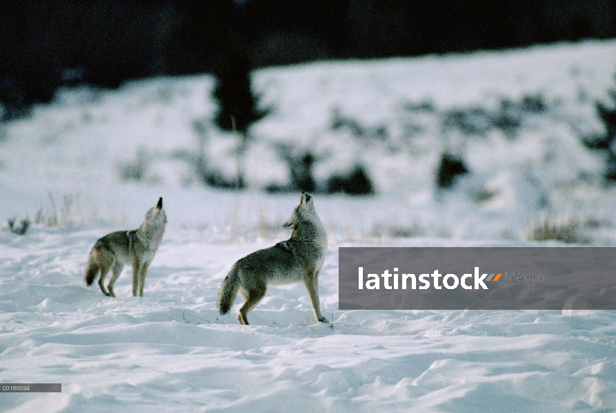 Par de Coyote (Canis latrans) aullando en la oscuridad, Parque Nacional de Yellowstone, Wyoming