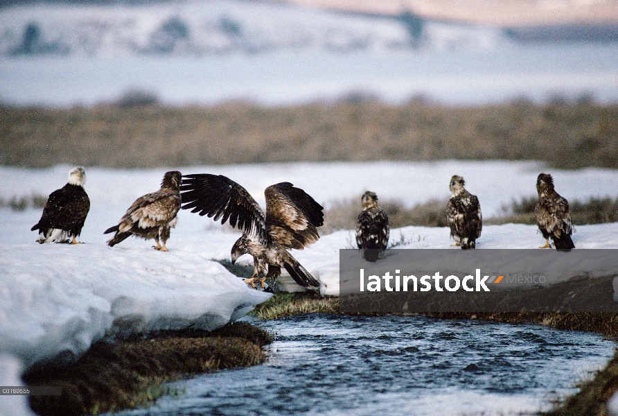 Águila calva (Haliaeetus leucocephalus) grupo de adultos y juveniles que recoge a lo largo de la sec