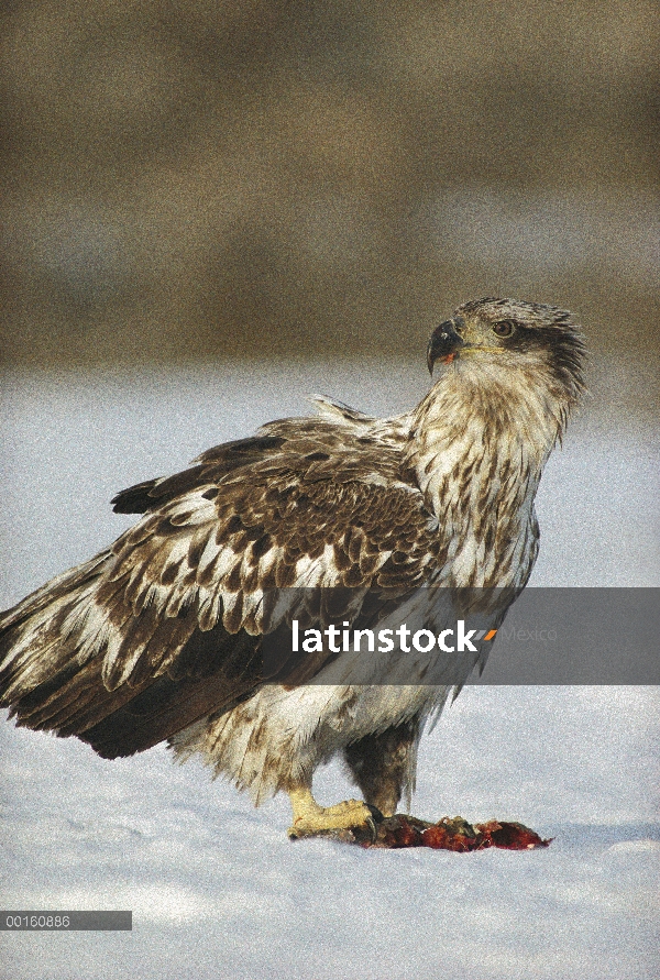 Águila calva (Haliaeetus leucocephalus) juvenil con capturadas trucha (Oncorhynchus clarki), Parque 