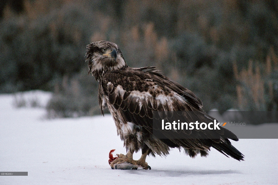 Águila calva (Haliaeetus leucocephalus) juvenil con capturadas trucha (Oncorhynchus clarki), Parque 