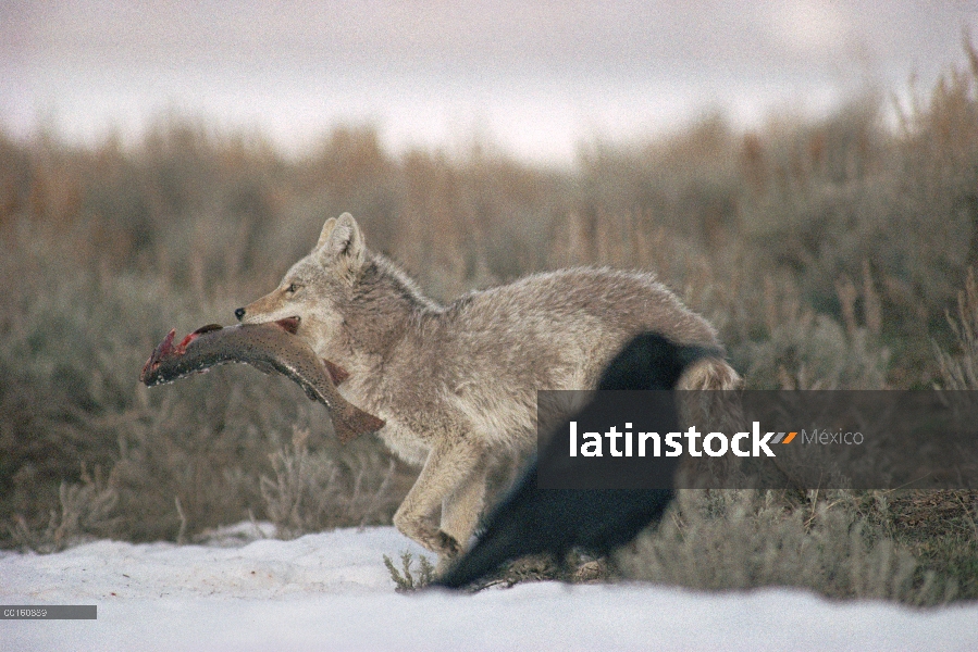 Coyote (Canis latrans) llevando una trucha capturada (Oncorhynchus clarki) como un cuervo (Corvus co