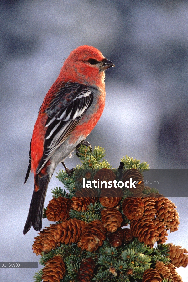 Picogrueso (Pinicola enucleator) de pino macho, encaramado en lo alto del árbol, Alaska