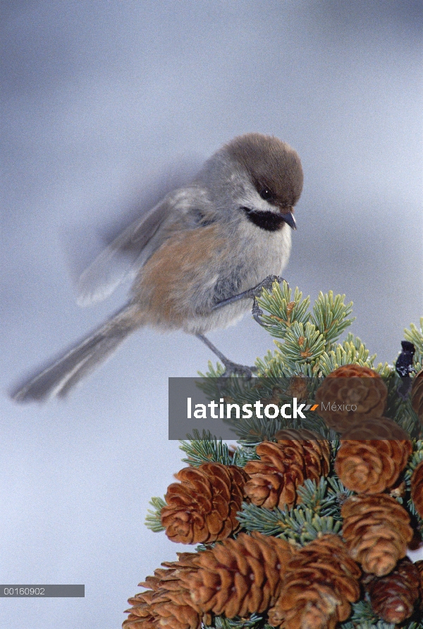 Chickadee boreal (Poecile hudsonicus) perchado en un árbol, Alaska