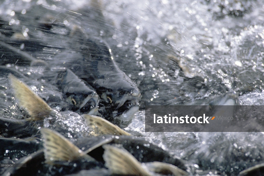 Salmón rosado (Oncorhynchus gorbuscha) desove en masa, Alaska