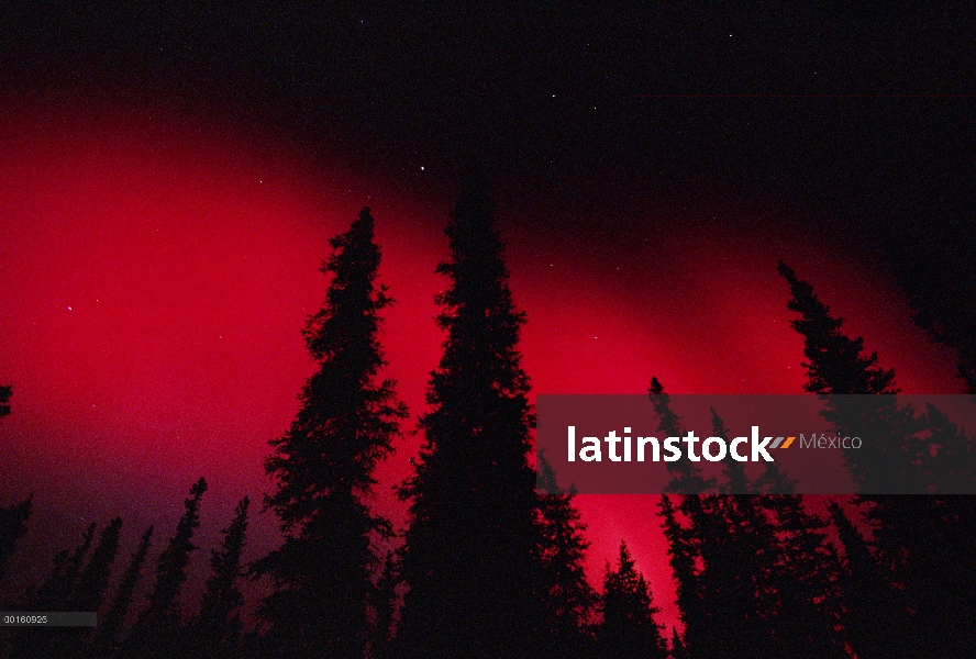 Rojo aurora boreal sobre el bosque boreal, Alaska