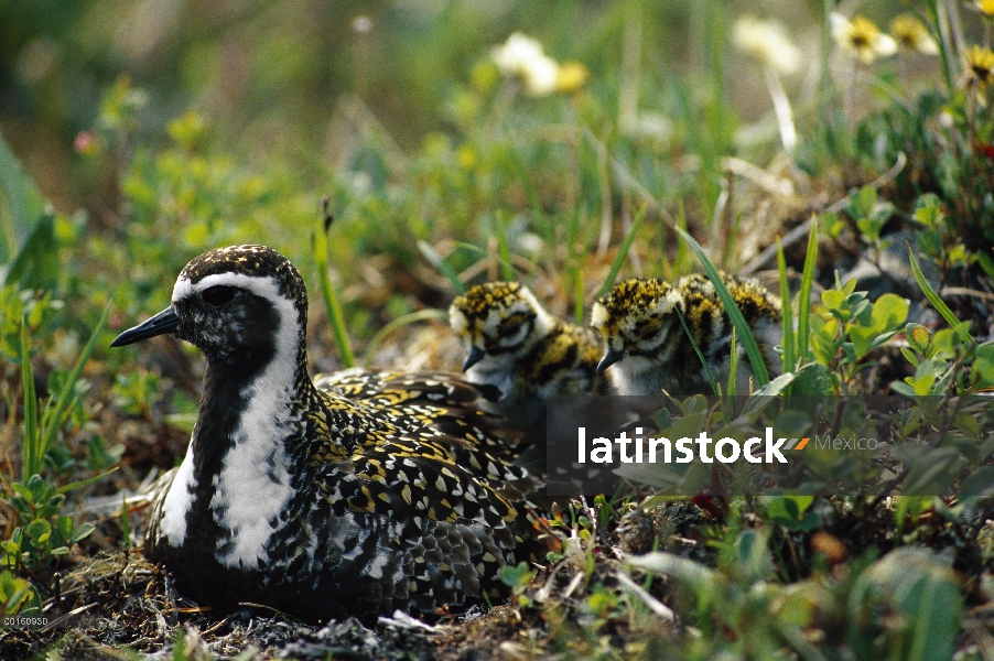 Chorlito dorado americano (Pluvialis dominica) con los pollitos, Alaska