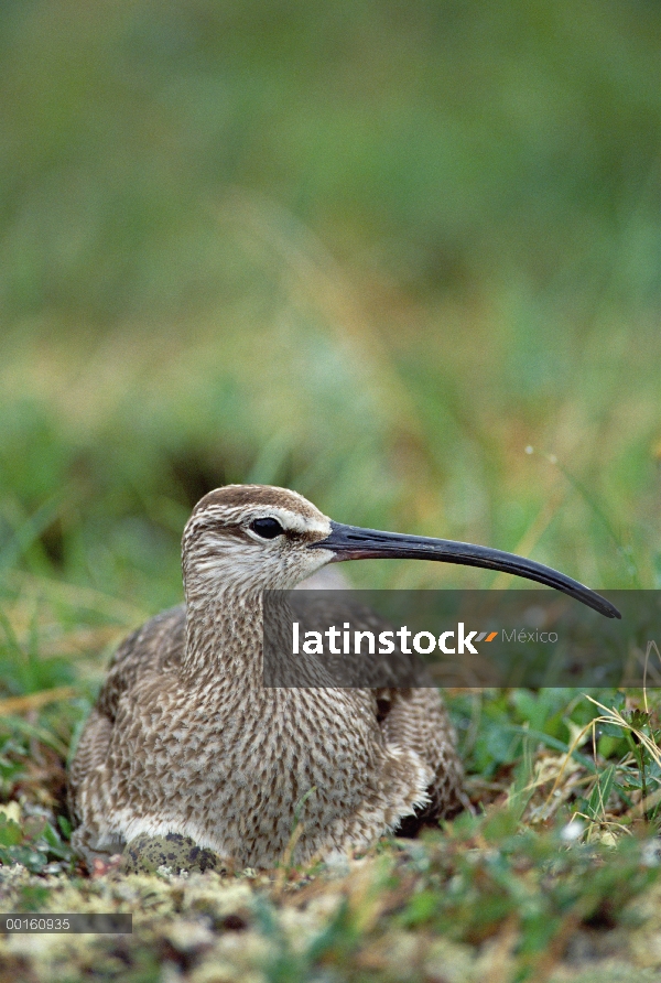 Zarapito trinador (Numenius phaeopus) anidan en la tundra, retrato, Alaska