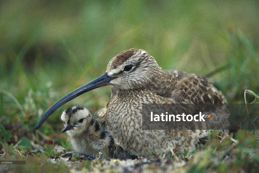 Padre de zarapito trinador (Numenius phaeopus) con pollo, Alaska