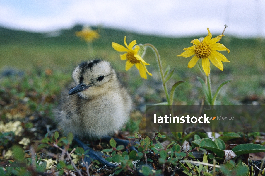 Chica zarapito trinador (Numenius phaeopus) en tundra con flores, Alaska