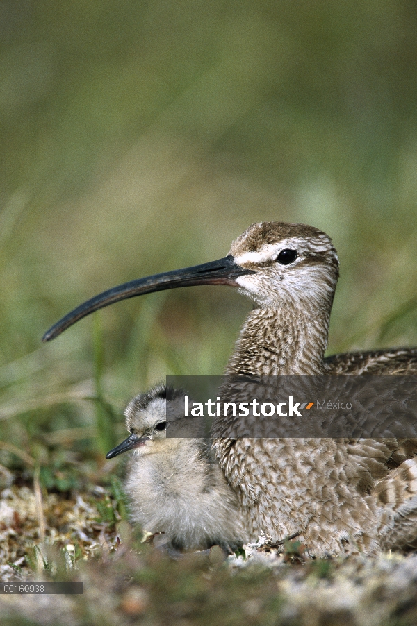 Chica zarapito trinador (Numenius phaeopus) con los padres, Alaska