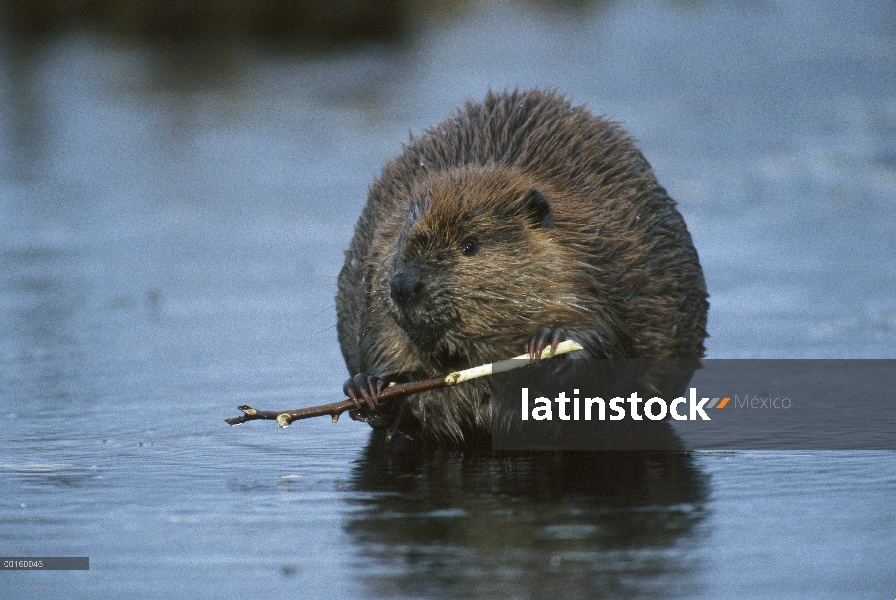 Castor americano (Castor canadensis) masticar corteza de palo en estanque boreal, Alaska